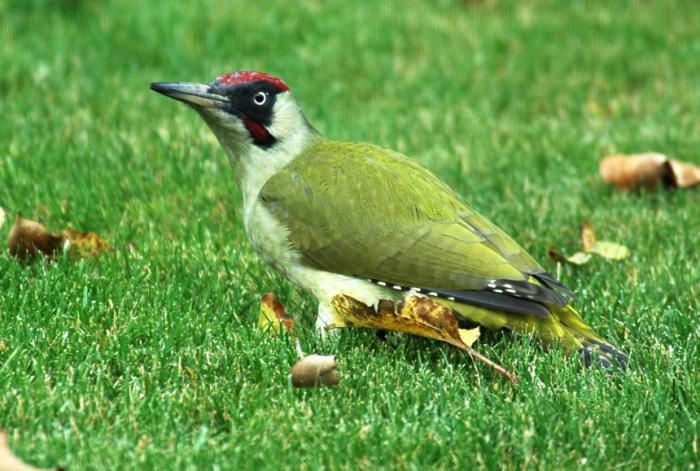 foto k příspěvku  od Zdeny60