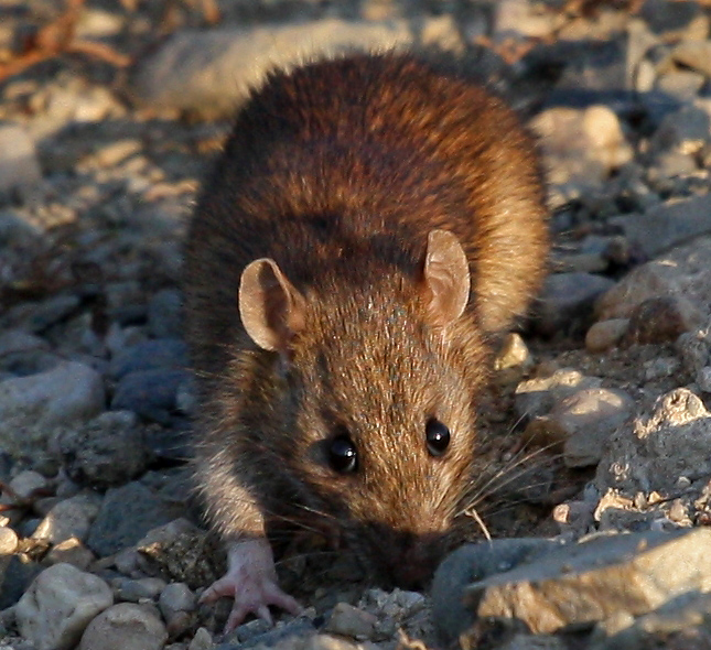 foto k příspěvku  od Crimson