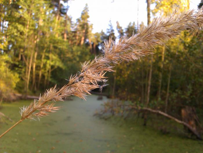 foto k příspěvku  od DaveX