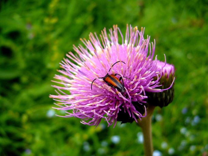 foto k příspěvku  od dolph