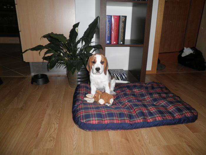 foto k příspěvku  od Vasekkch