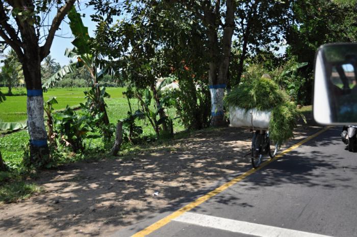 foto k příspěvku  od camron