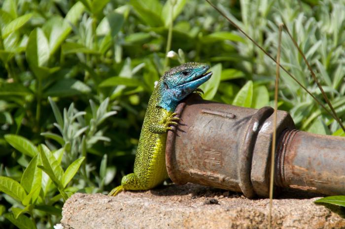 foto k příspěvku  od soray