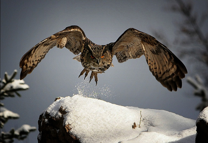 foto k příspěvku  od Crimson