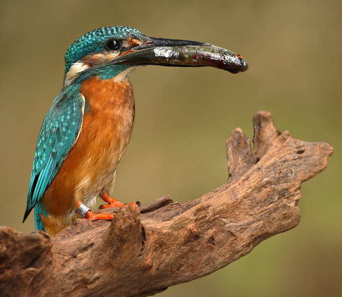 foto k příspěvku  od Crimson