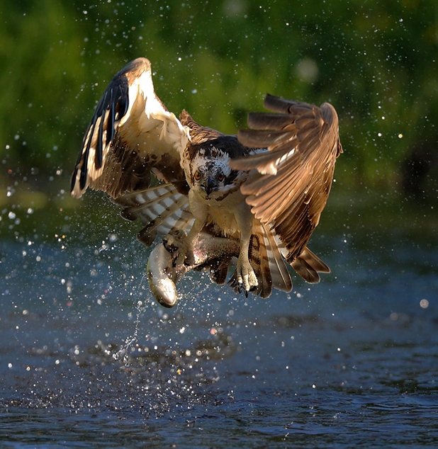 foto k příspěvku  od Crimson