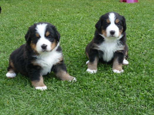 foto k příspěvku  od tibor