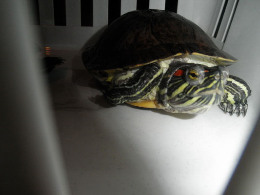 foto k příspěvku  od kasko