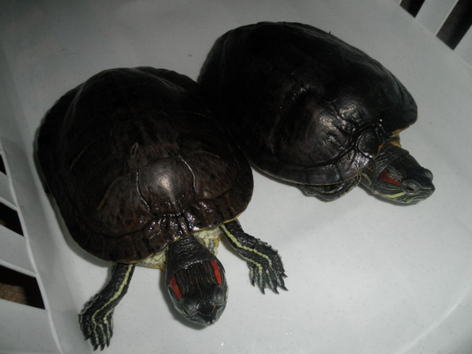 foto k příspěvku  od kasko