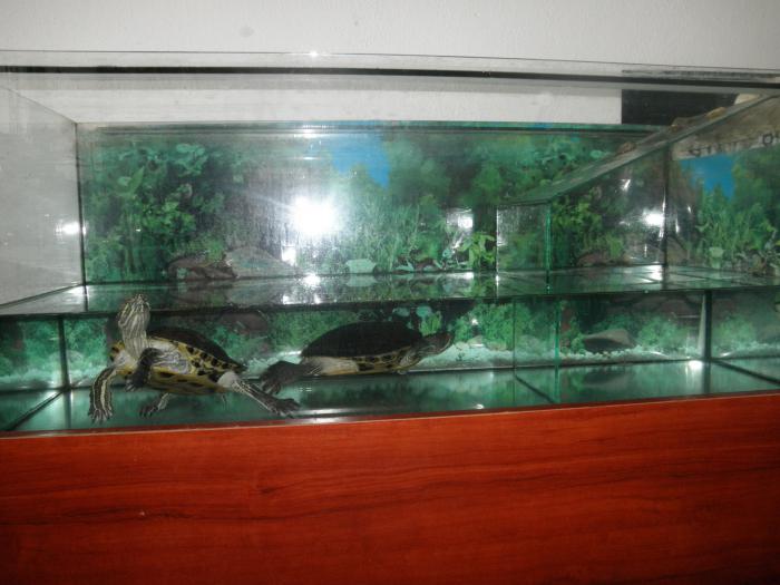 foto k příspěvku  od kasko