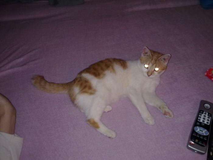 foto k příspěvku  od Midnite