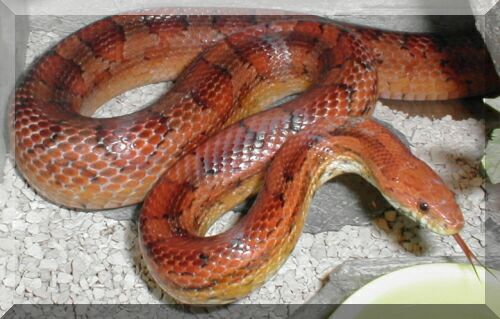 foto k příspěvku  od santa2412