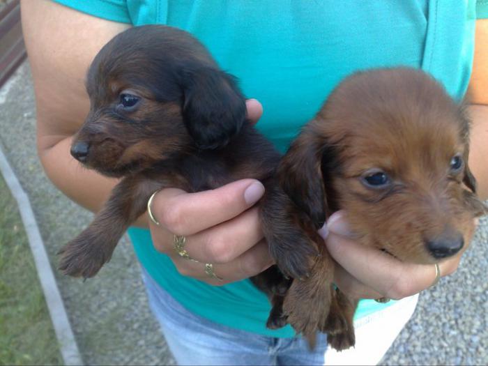 foto k příspěvku  od kordobacek