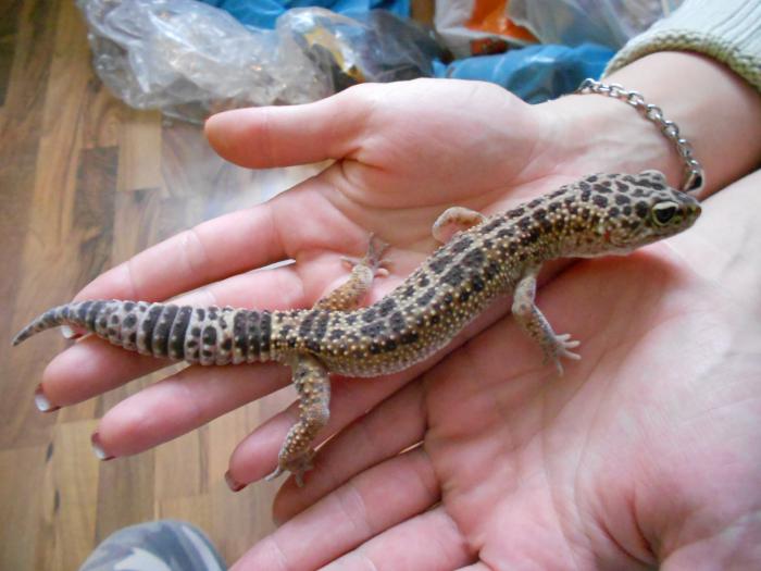 foto k příspěvku  od Hráďa