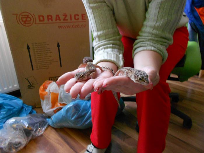 foto k příspěvku  od Hráďa